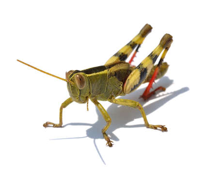 grasshopper isolated on  white backgroundの写真素材