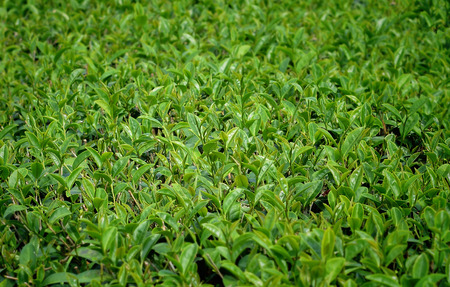 Green tea leaves.の写真素材