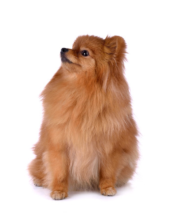 little red dog lying on a white backgroundの写真素材