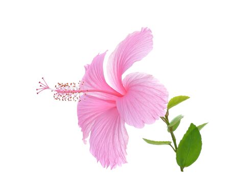 Pink hibiscus isolated on white backgroundの写真素材