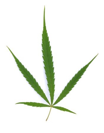 Cannabis leaf, marijuana leaf isolated on white backgroundの写真素材