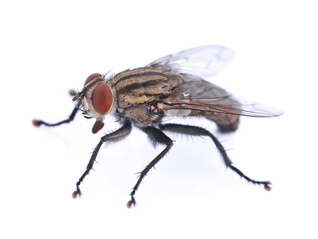 flyの写真素材