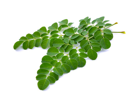 Moringa oleifera leaves on white backgroundの写真素材