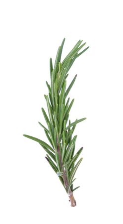 Rosemary isolated on white backgroundの写真素材