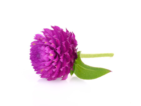 Globe amaranth beauty flower in white backgroundの写真素材