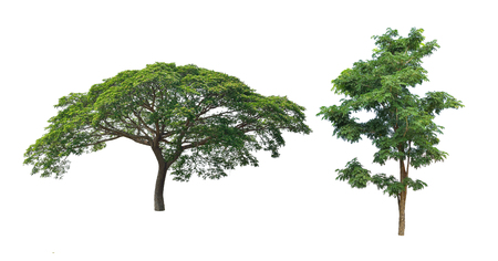 Isolated tree on a white backgroundの写真素材