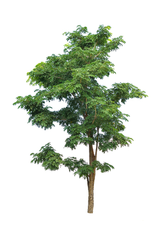 Isolated tree on a white backgroundの写真素材