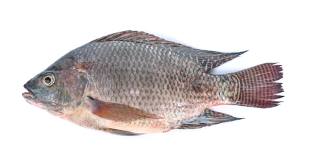 fish,Oreochromis nilotica  isolated on white backgroundの写真素材