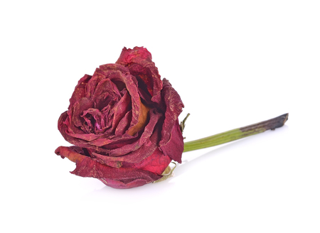 Dry roses isolated on white backgroundの写真素材