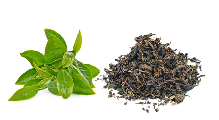 green tea  leafの写真素材