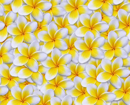 frangipani Backgroundの写真素材