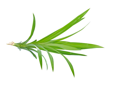 Pandan Leaves on white backgroundの写真素材