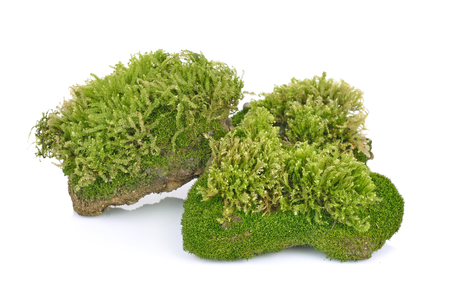 moss, Green moss  isolated on  white backgroundの写真素材