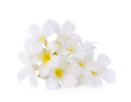 Tropical flowers frangipani (plumeria)の写真素材