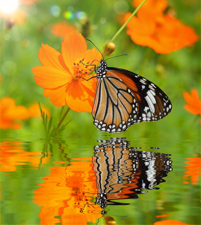 Butterflies on Flowersの写真素材