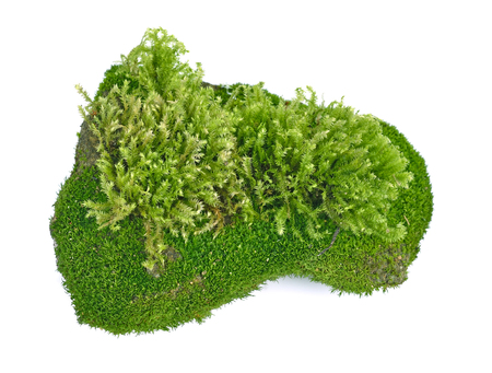 moss, Green moss  isolated on  white backgroundの写真素材