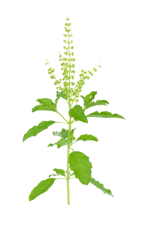 Basil flowerの写真素材