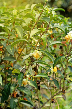 tea Flowersの写真素材