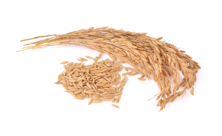 rice grainsの写真素材