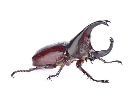 Dynastinae on a white backgroundの写真素材
