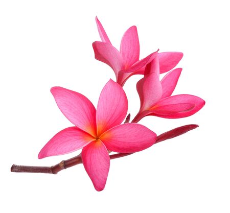 Frangipani flower  on white background.の写真素材