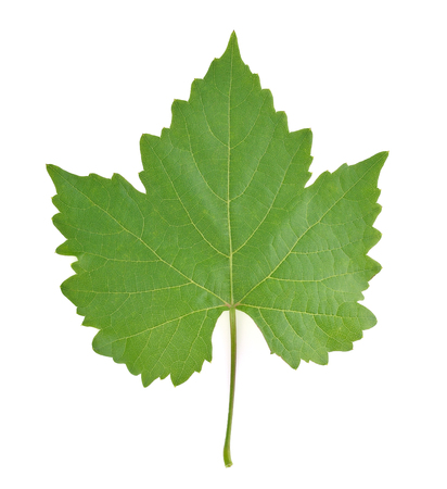 grape leaf on white background.の写真素材