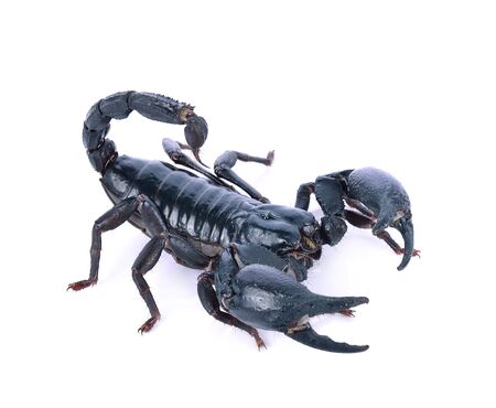 Scorpion of a white background.の写真素材