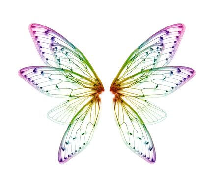 wings of Insect cicada on white bacgroundの写真素材