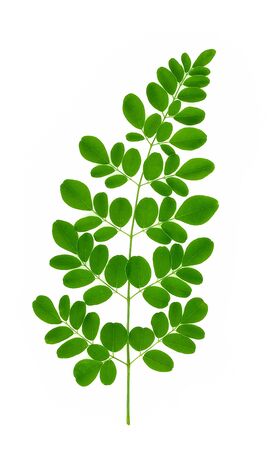branch of green moringa leaves,Tropical herbs isolated on white backgroundの写真素材