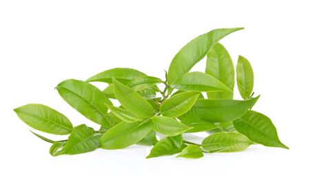 Green tea leaf on white backgroundの写真素材