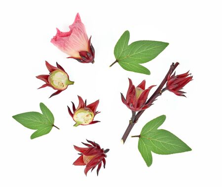 Top view of roselle hibiscus on white backgroundの写真素材