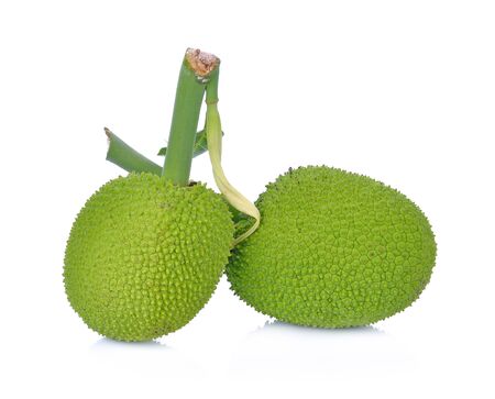 Breadfruit;young fruit jackfruit on white backgroundの写真素材