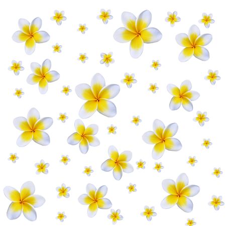 Frangipani flower isolated on whiteの写真素材