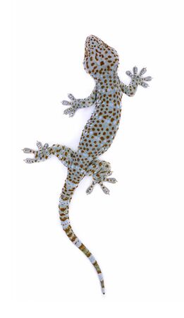 Tokay, Gecko, Calling gecko isolated on a white background.の写真素材