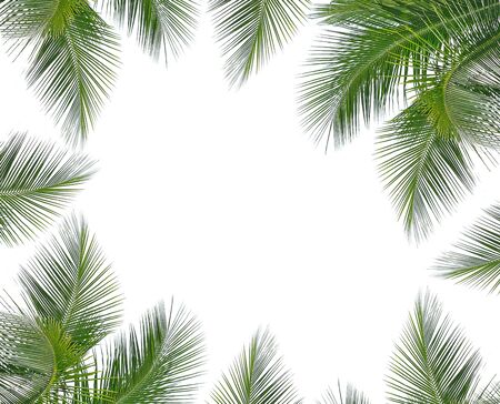 coconut leaves on white backgroundの写真素材