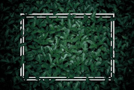 creative layout, green leaves with white square frame, flat lay, for advertising card or invitationの写真素材