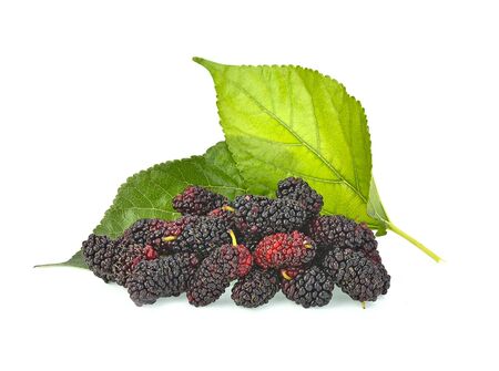 Morus (mulberry) on white backgroundの写真素材