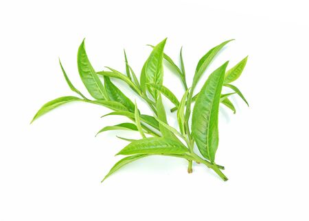 Green tea leaf isolated on white background.Top view の写真素材