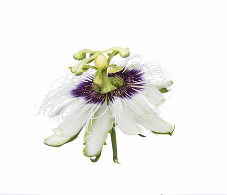 passion flower isolated on white backgroundの写真素材