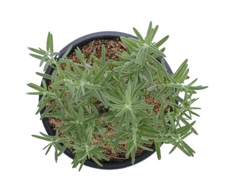 Rosemary isolated on white backgroundの写真素材
