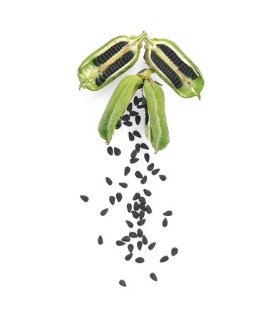 Top view of Black Sesame Seeds on white backgroundの写真素材