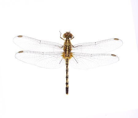dragonfly on white backgroundの写真素材