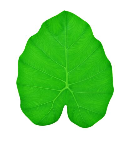 Colocasia esculenta leaf isolated on white backgroundの写真素材