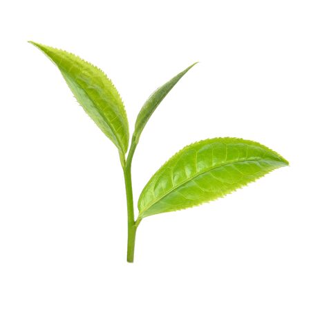 Green tea leaf isolated on white backgroundの写真素材