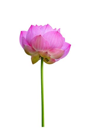 lotus flower isolated on white backgroundの写真素材