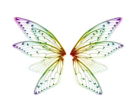 wings of Insect cicada on white bacgroundの写真素材