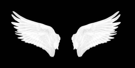 white wings of bird on black backgroundの写真素材