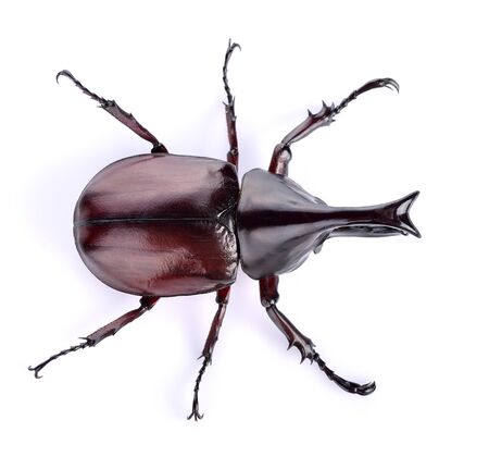 Dynastinae on a white backgroundの写真素材