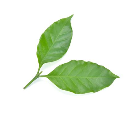 Coffee leaf  isolated on white backgroundの写真素材