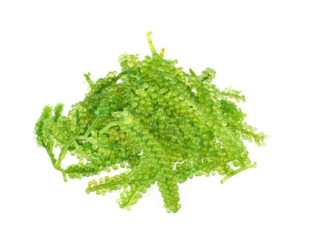 Sea grapes ( green caviar ) seaweed isolated  on white backgrounの写真素材